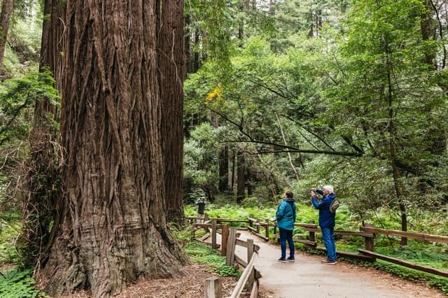 San Francisco: Muir Woods, Napa & Sonoma Valley Wine Tour