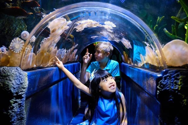 Melbourne: SEA LIFE Aquarium Entrance Ticket