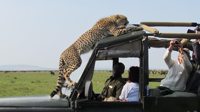 9 Days Best Kenya Wildlife Safari on 4x4 Landcruiser Jeep