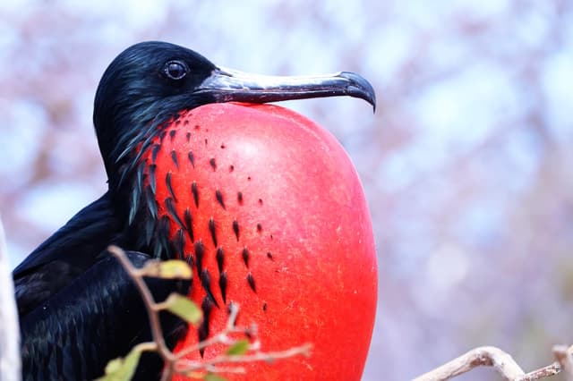 North Seymour: Day Tour with Wildlife Walk & Snorkeling