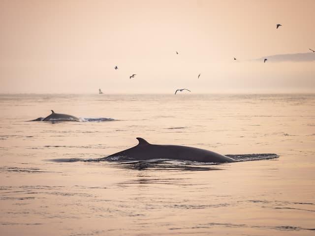 Tadoussac/Charlevoix: Whale & Fjord Morning or Twilight Tour