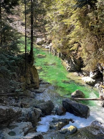 Explore Vancouver's Ancient Rainforest Trails