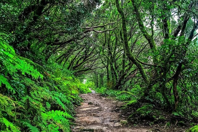 Explore Tenerife's Ancient Wonders: Anaga Park Tours