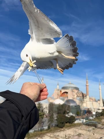 Istanbul: Best of the City Full-Day Tour with Transfers