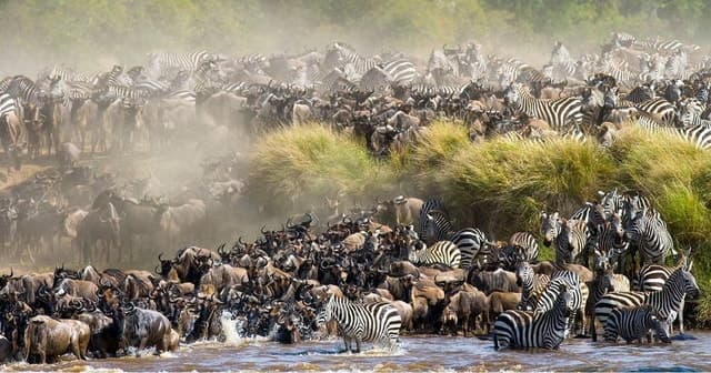 4 days Group safari in Masaai Mara and Lake Nakuru Park