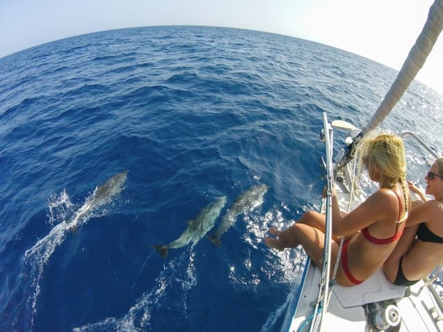 Fuerteventura: Sailing with Snorkeling and Dolphin Watching