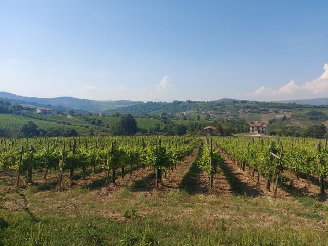 Best Irpinia Wine Tours from Salerno
