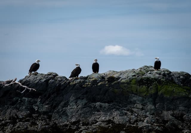 Ketchikan: Lighthouse, Totems & Eagles Excursion