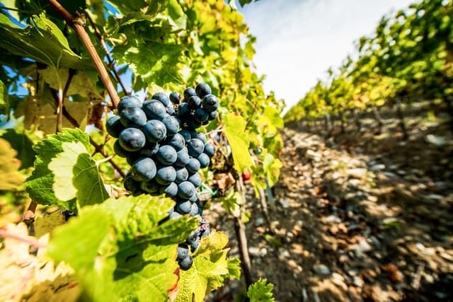 SMALL GROUP TOUR to Tuscan wineries with lunch or dinner