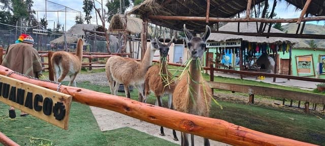 Best Alpaca & Llama Tours in Cusco
