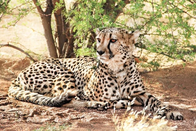 Compare Cheetah Tours in Pretoria