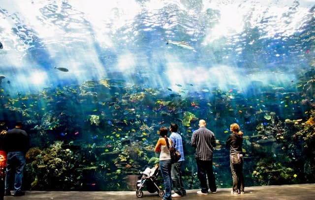 Georgia Aquarium