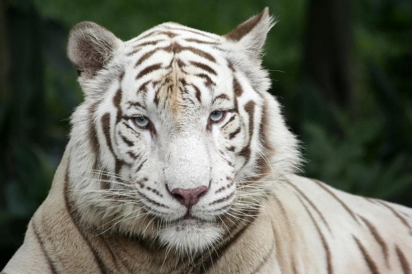 Singapore Zoo