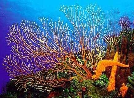 Palancar Reef