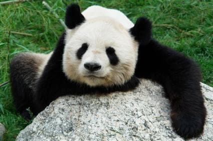 Schönbrunn Zoo (Tiergarten Schönbrunn)