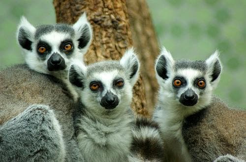 Hellabrunn Zoo (Tierpark Hellabrunn)