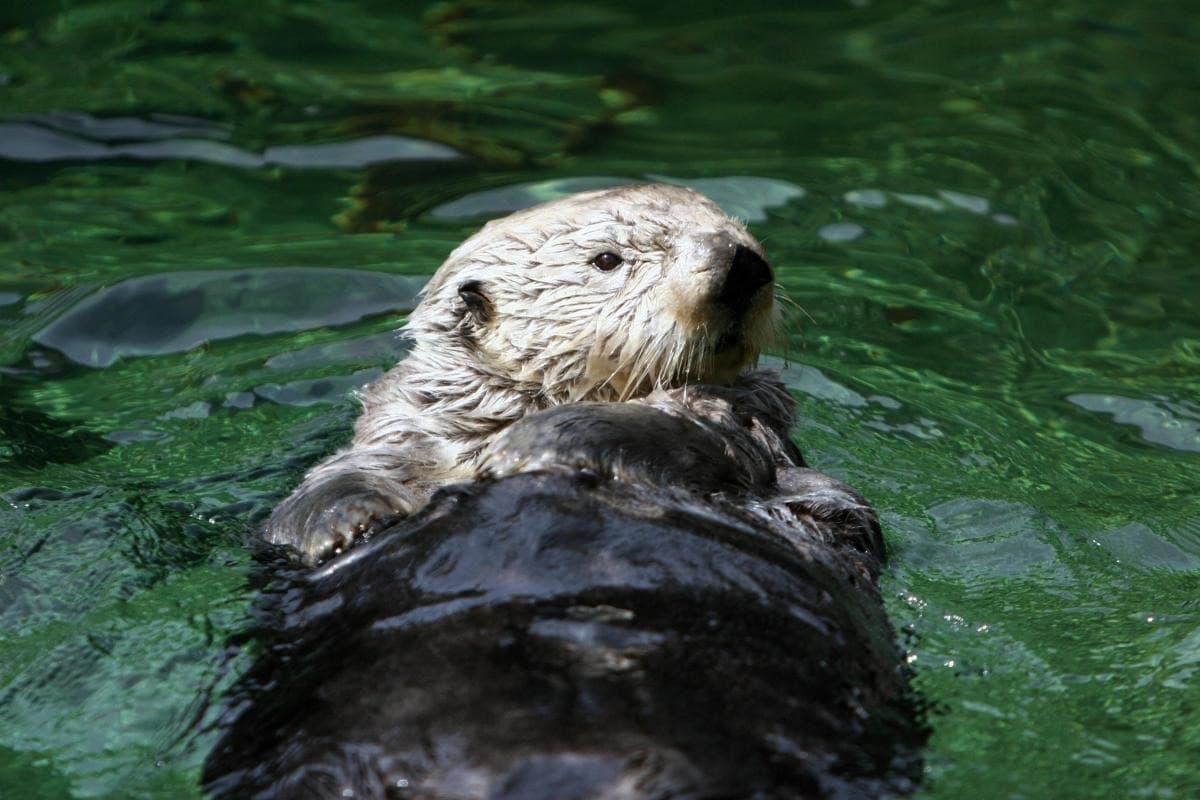 Vancouver Aquarium