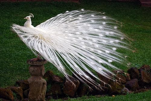 Bali Bird Park (Taman Burung Bali)