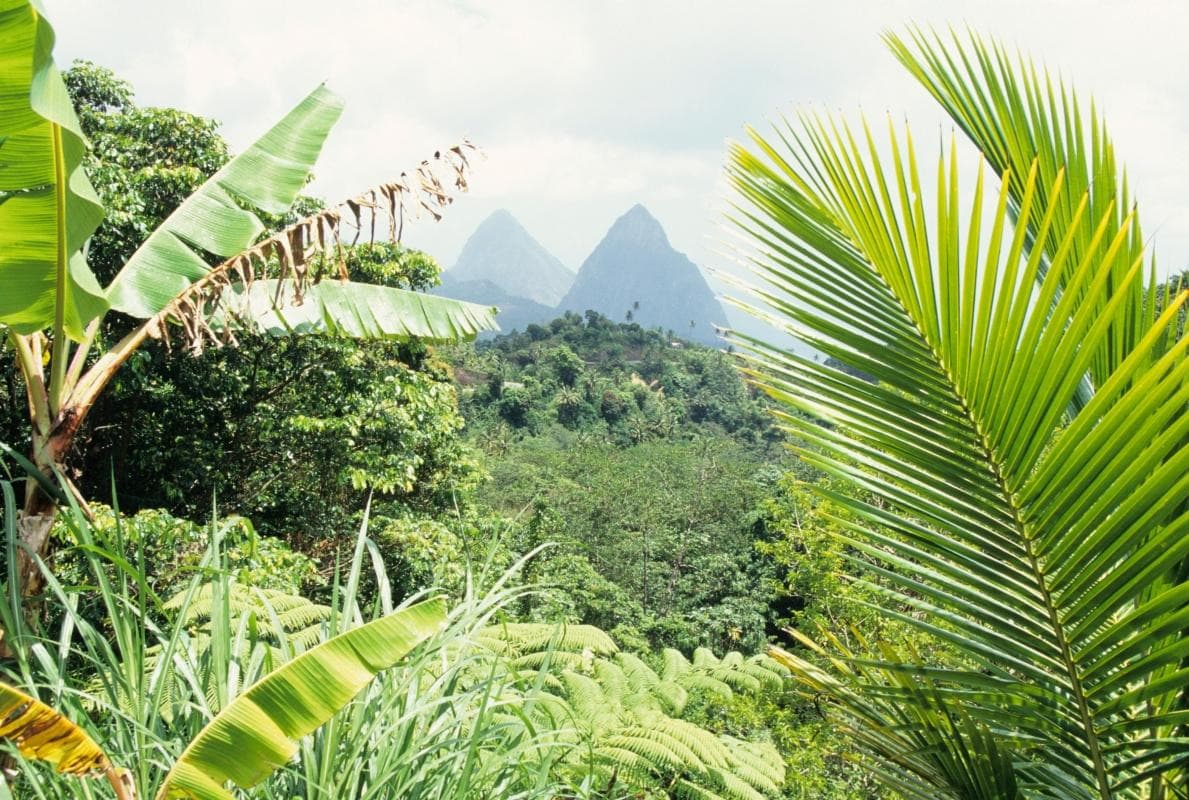 St. Lucia Rainforest