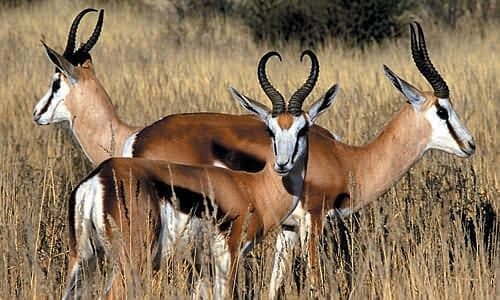 Aquila Private Game Reserve