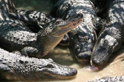Malcolm Douglas Crocodile Park
