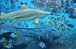 Lagoonarium