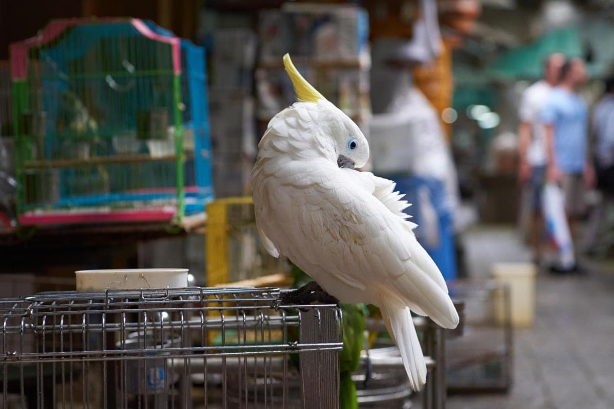 Yuen Po Street Bird Garden