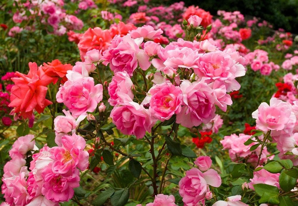International Rose Test Garden