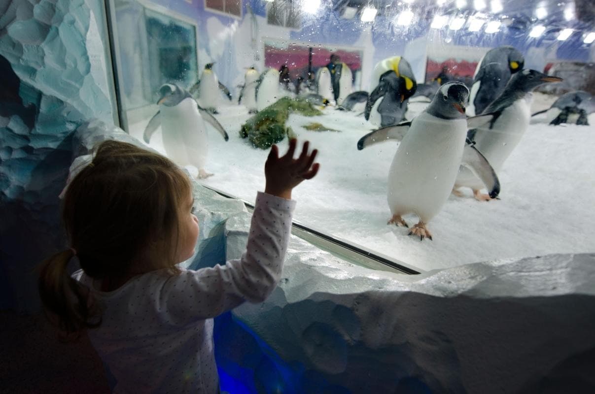 Kelly Tarlton's SEA LIFE® Aquarium