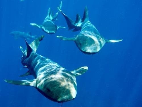 Shark Ray Alley