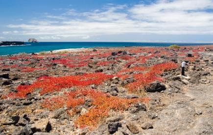 North Seymour Island (Isla Seymour Norte)