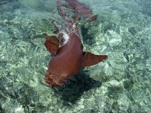 Hol Chan Marine Reserve