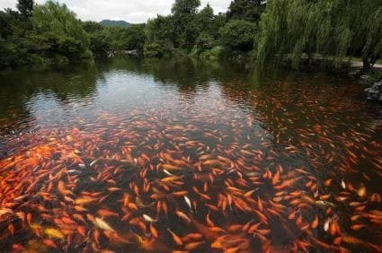 Red Carp Pond