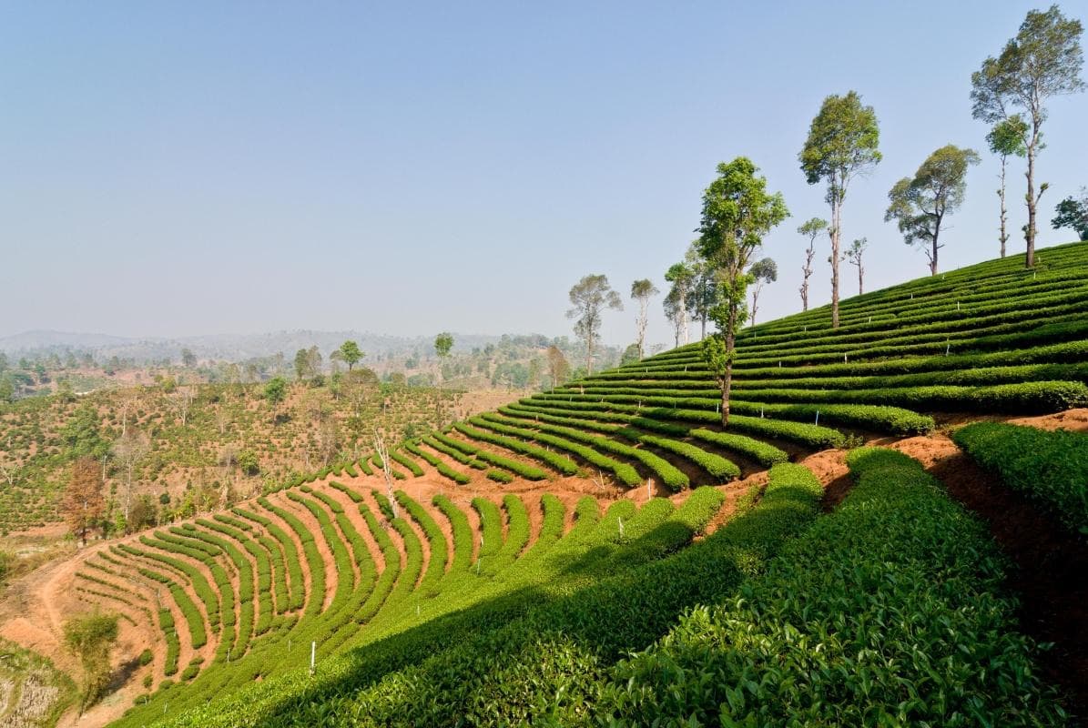 Doi Mae Salong