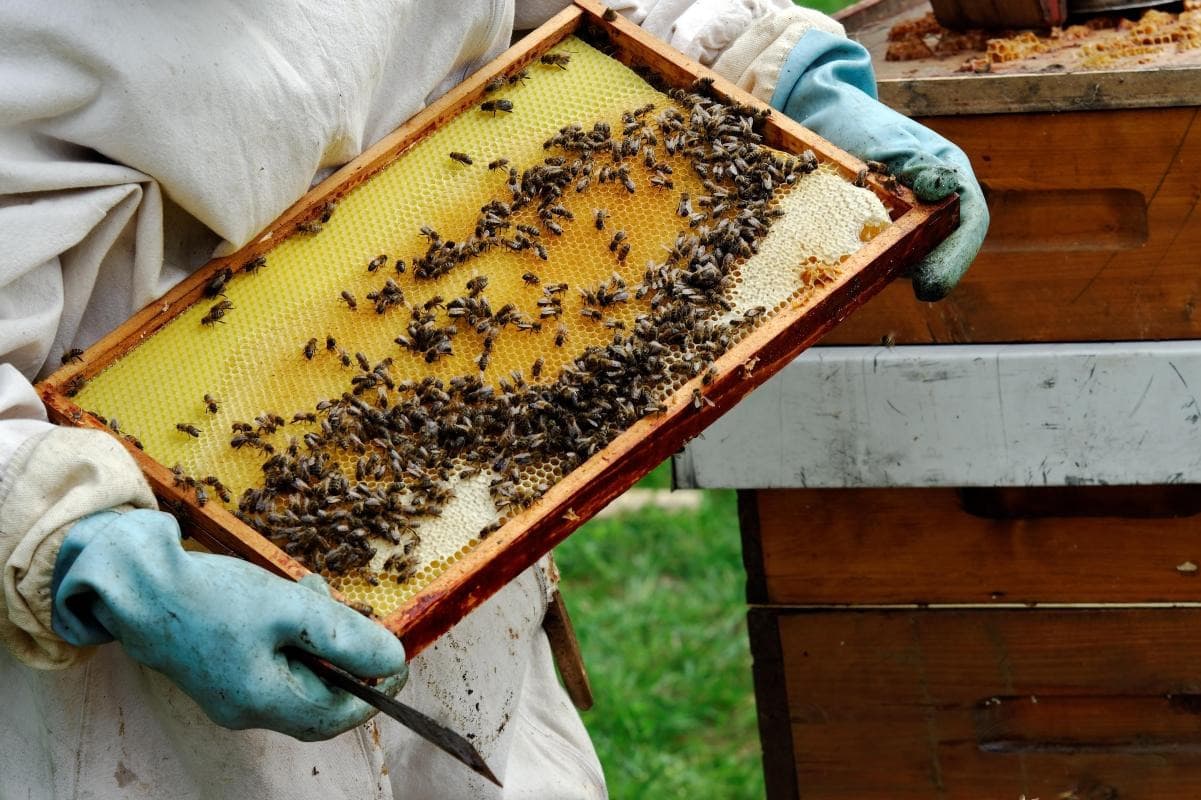 Bee Museum