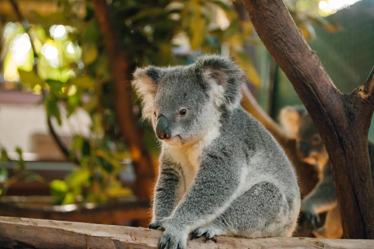 Cleland Wildlife Park