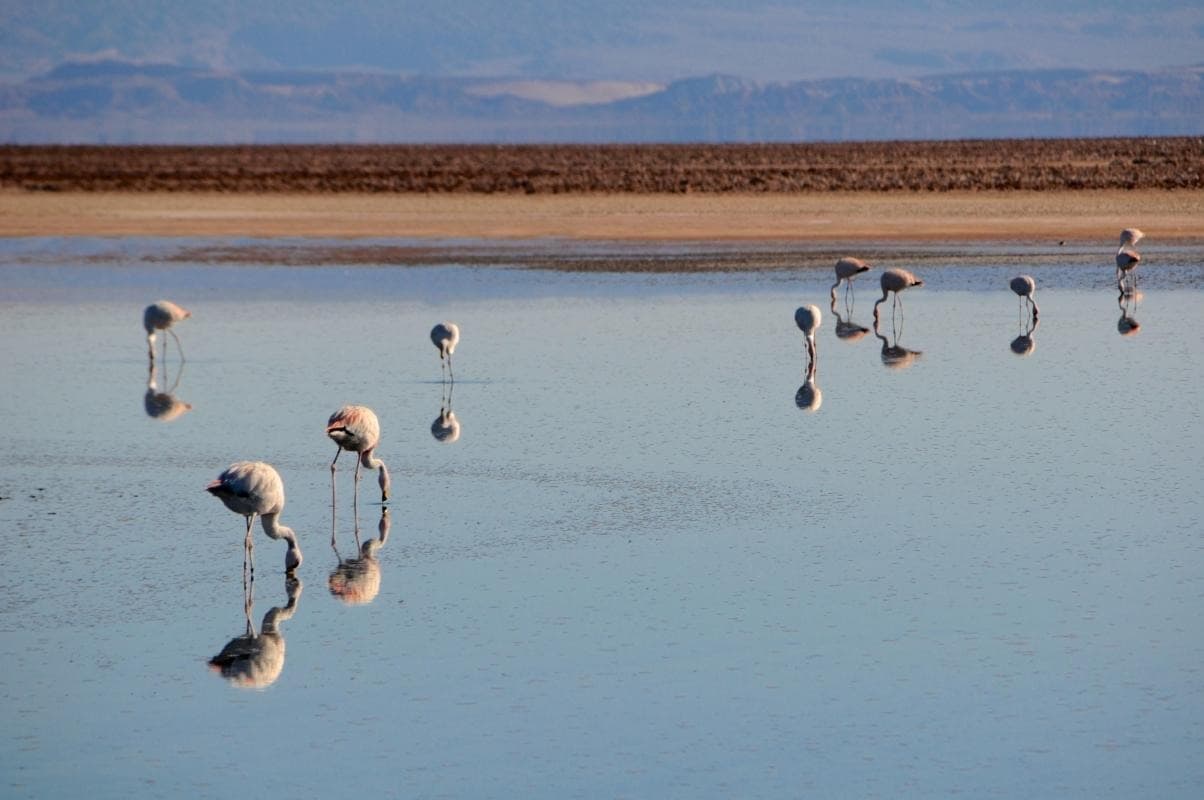 Chaxa Lagoon (Laguna Chaxa)