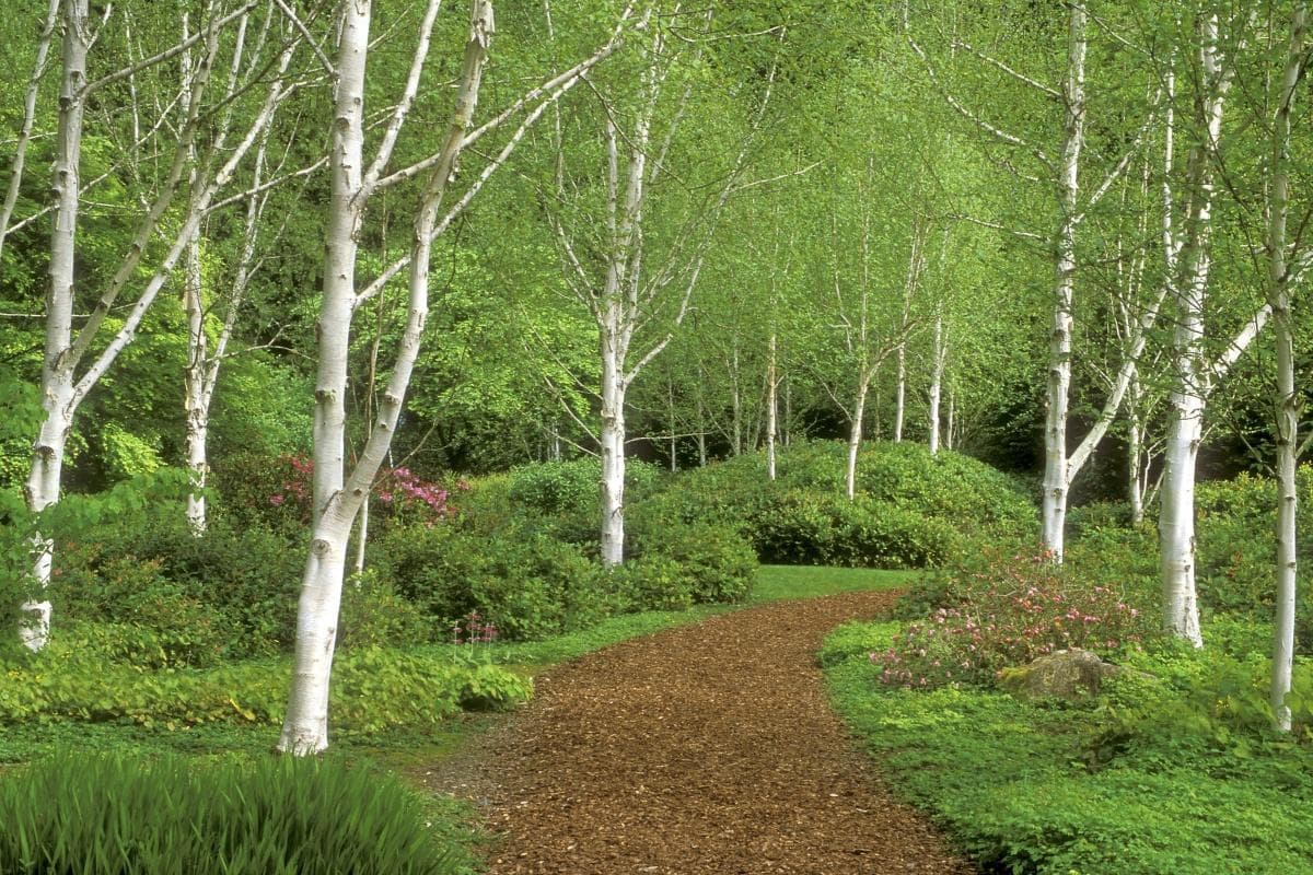 Bloedel Reserve