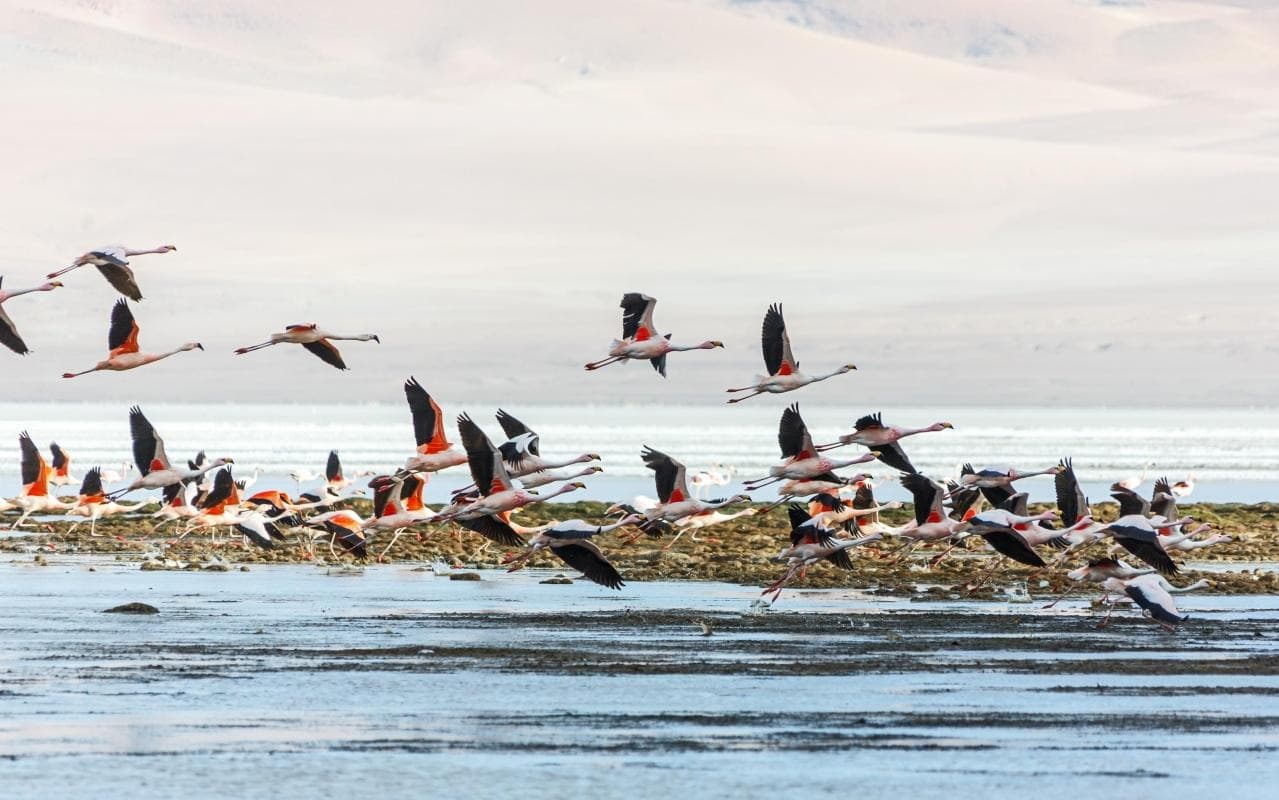 Los Flamencos National Reserve (Reserva Nacional Los Flamencos)