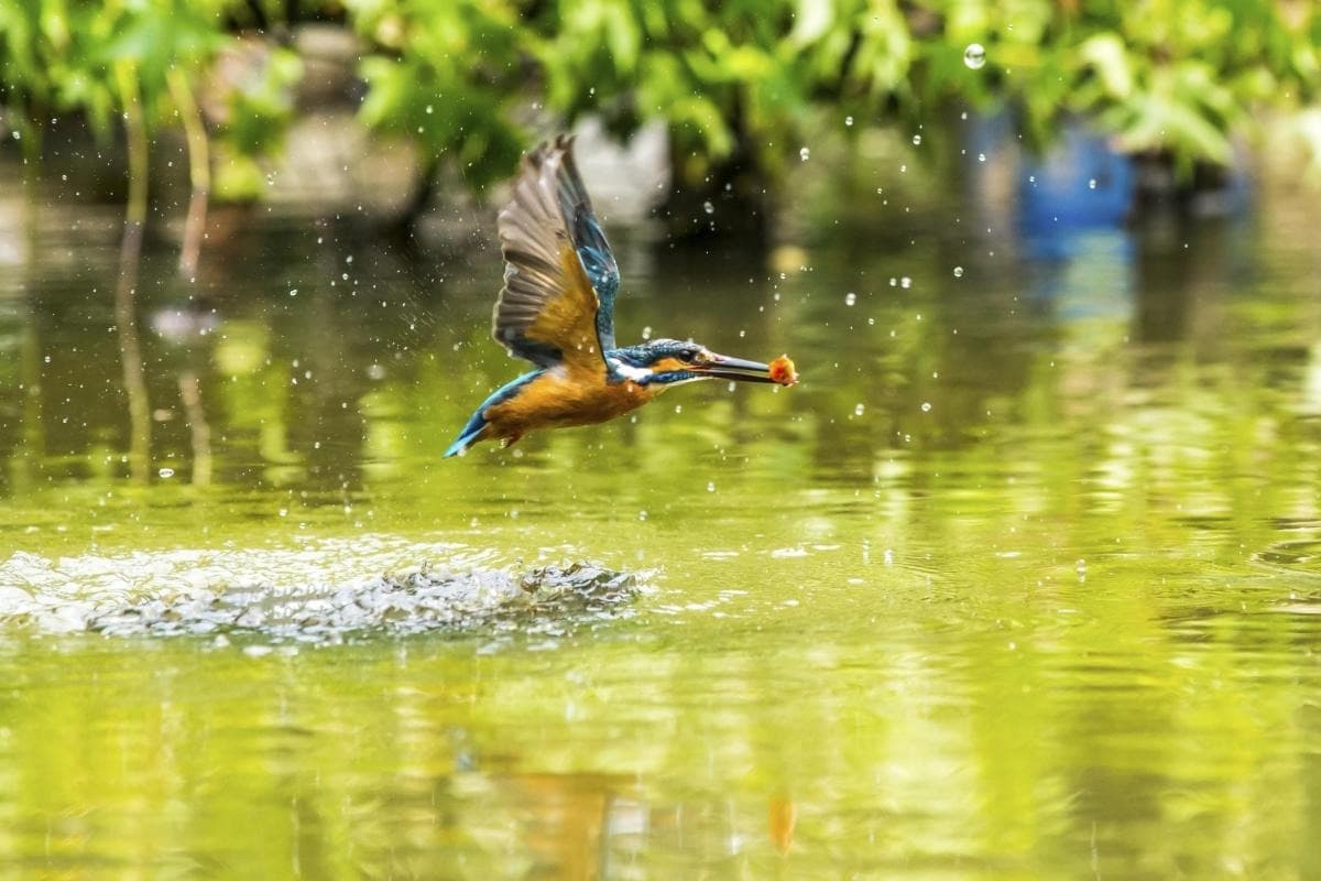 Guandu Nature Park