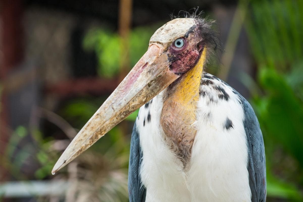 Angkor Centre for Conservation of Biodiversity (ACCB)