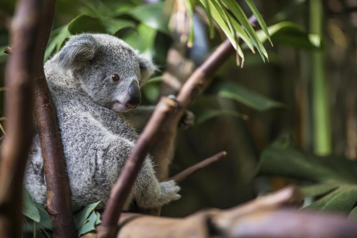 Kuranda Koala Gardens