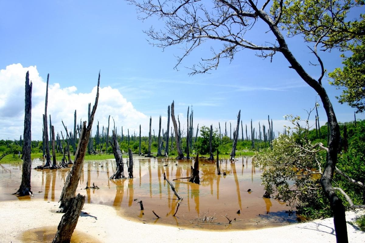 Celestun Biosphere Reserve