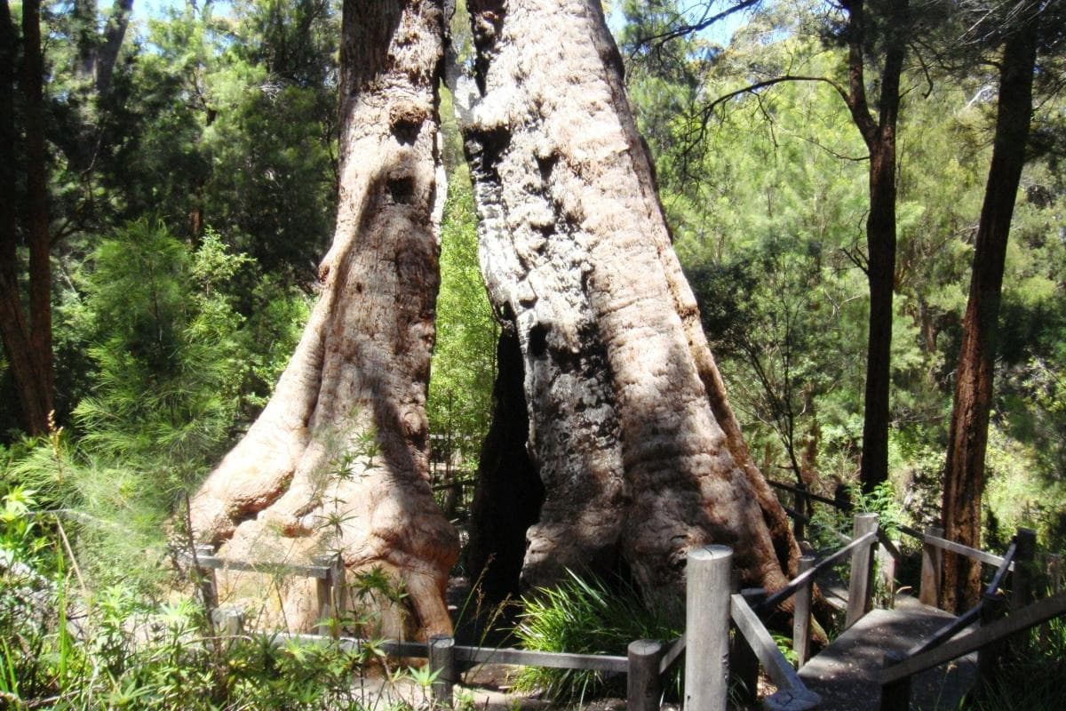 Valley of the Giants