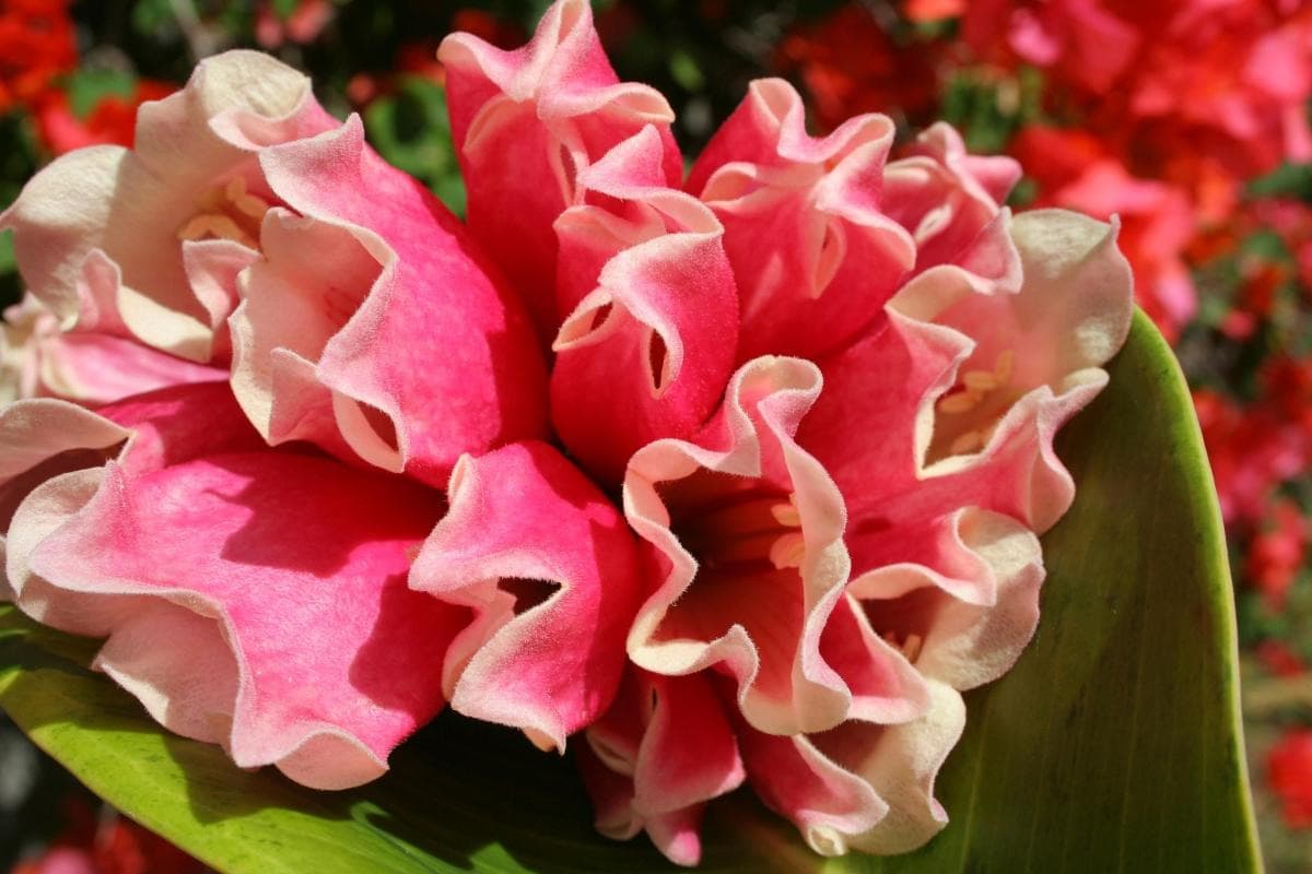 Botanical Gardens of Nevis