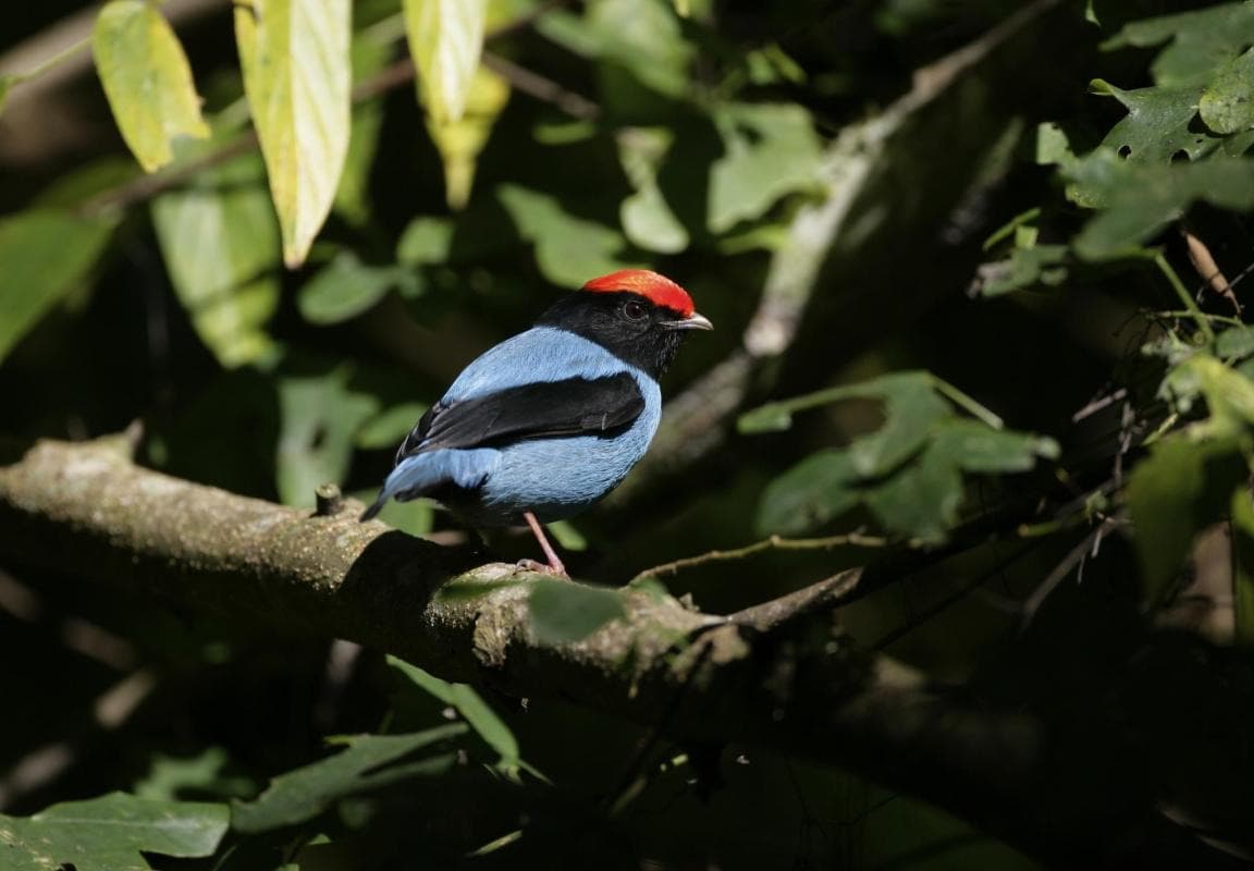 Main Ridge Forest Reserve