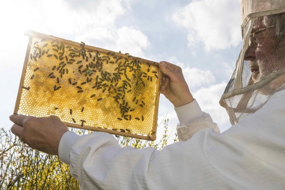 Clifford’s Honey Farm