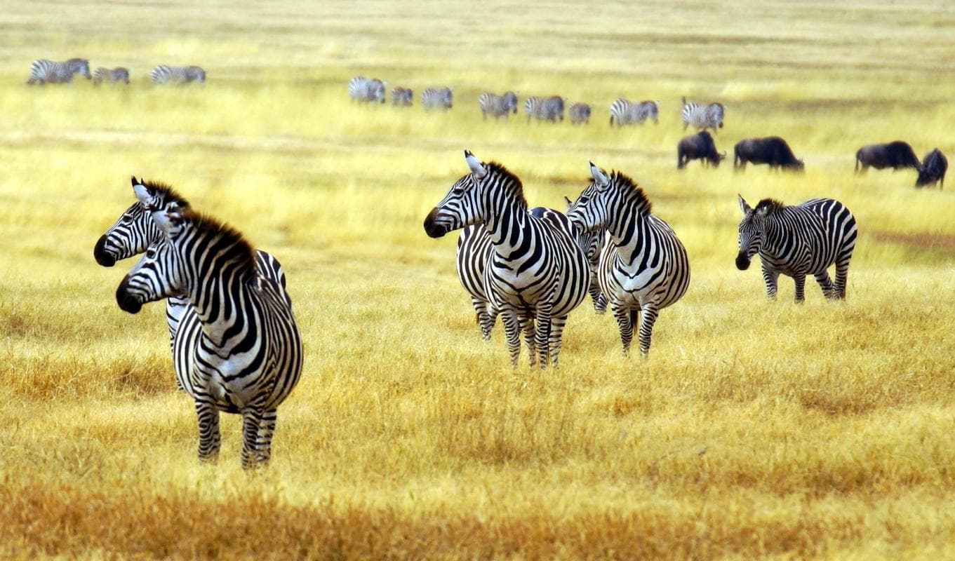 Arusha National Park