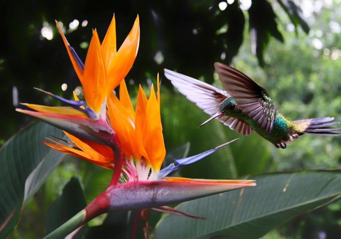 Royal Botanic Gardens