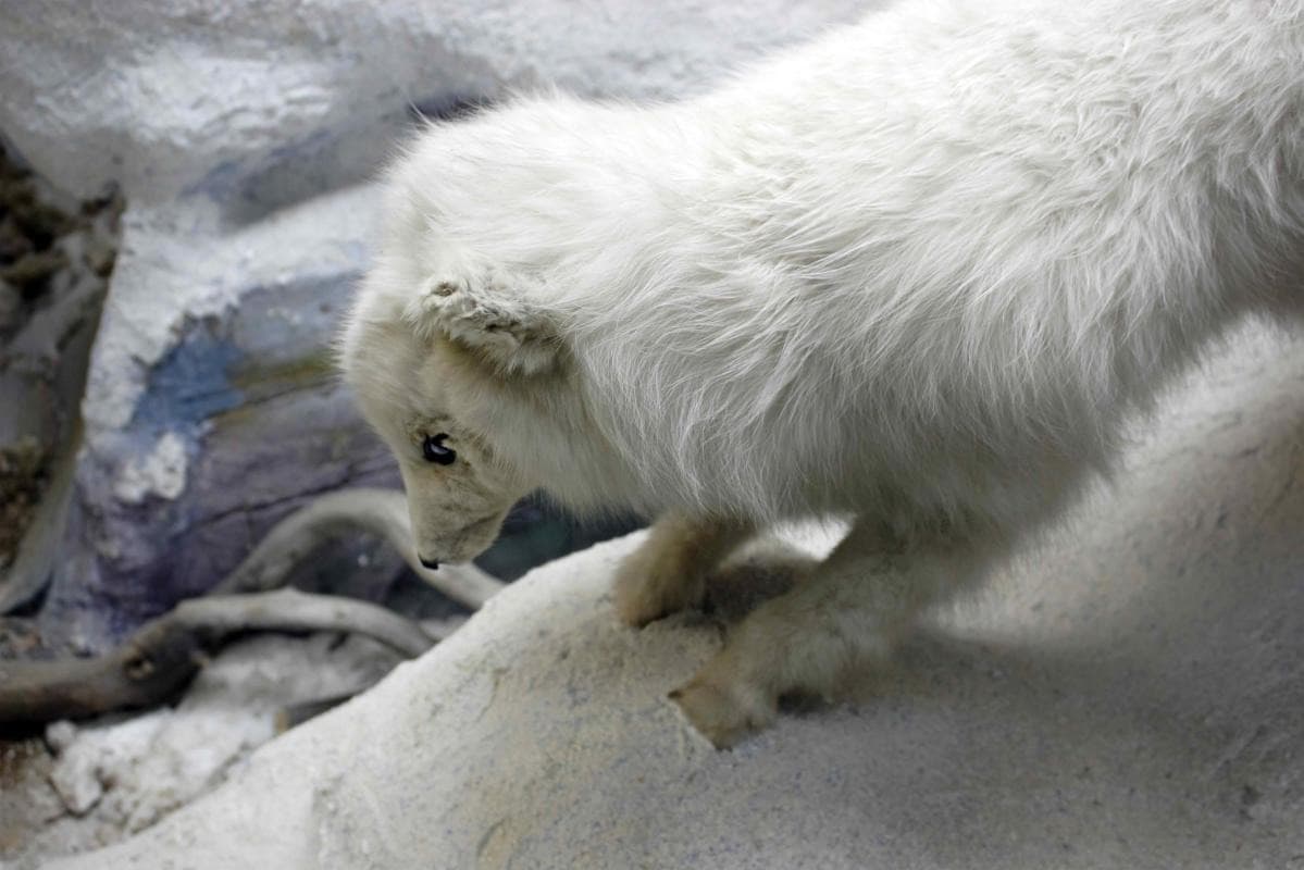 Polar Museum (Polarmuseet)